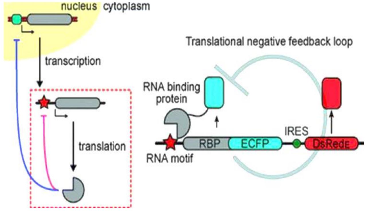 Figure 1.JPG